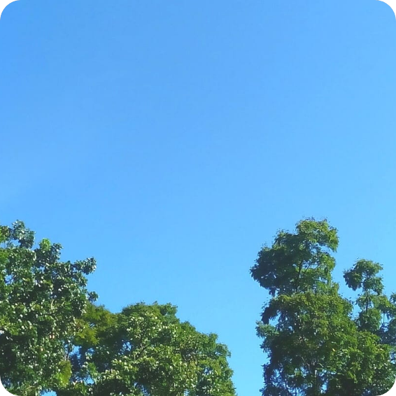 青い空の下で青い木々が茂った風景