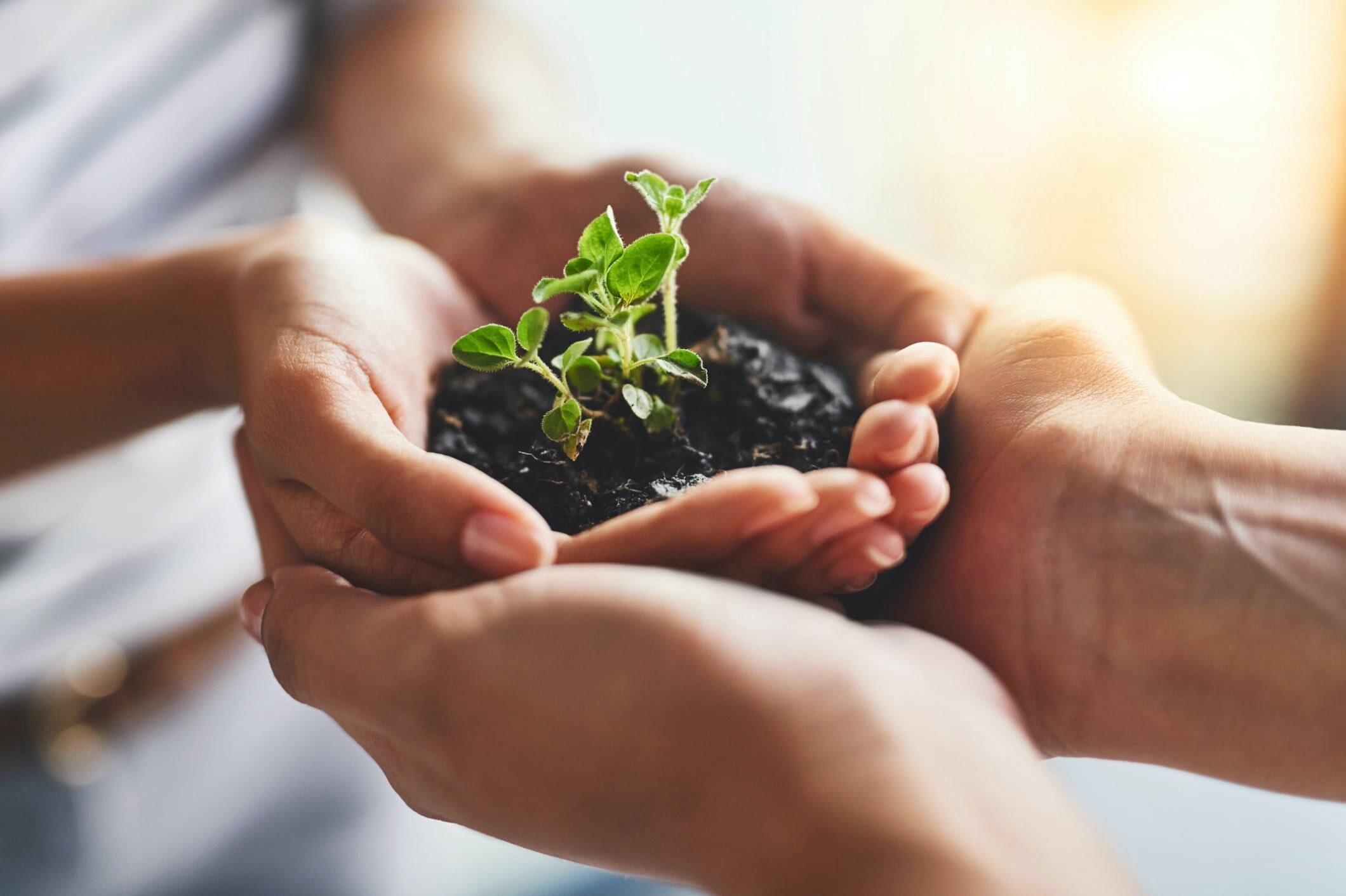 Close-up of a child holding a sprout in dirt. An adult's hands are cupping the child's hands.
